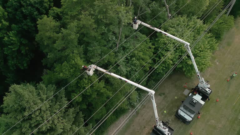 How Our Tree Care Process Works  in  Cleveland Heights, OH