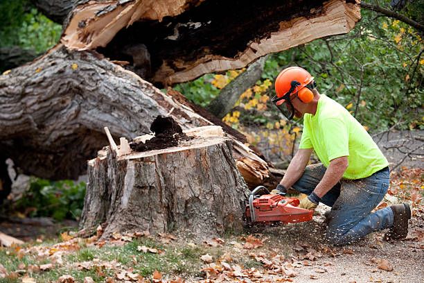 Best Tree Trimming and Pruning  in Cleveland Heights, OH